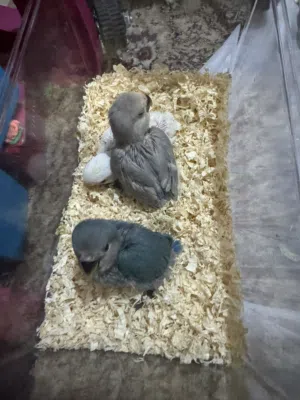 طيور روز للبيع بصحه جيده