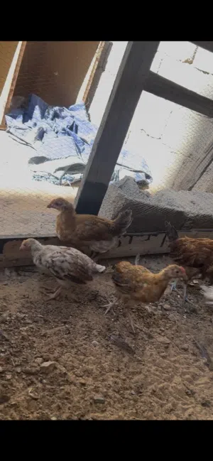 سلام عليكم عتاتيق لبيع