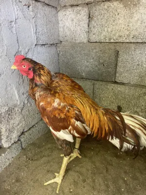 للبيع طير اموره طيبه