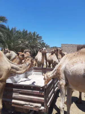 جمال اضاحي للبيع
