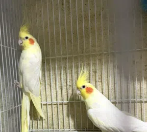 اعلان بيع زوج كوكتيل لوتينو بسعر جدا مناسب