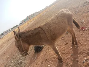 ‏حمير‏1