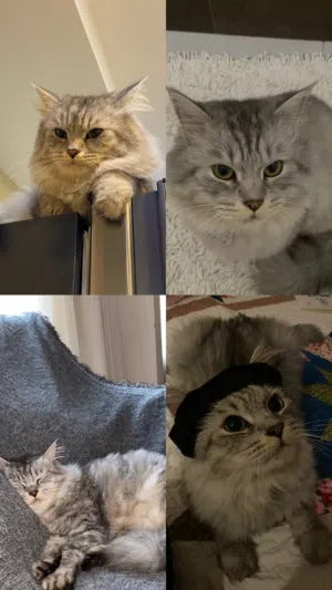 4yr old Mix-breed British Longhair/Himaliyan/Persian up for adoption for FREE