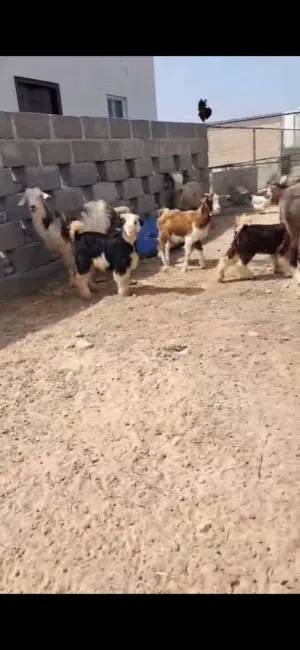 مواليد للبيع العدد 2  وأغنام للبيع جباليات