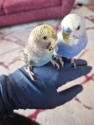 عصافير حب للبيع