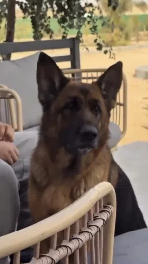 للبيع نثيه جيرمن ماخذه مركز