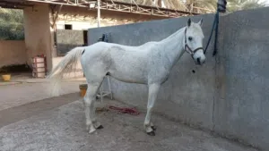 حصان للبيع 850 قابل