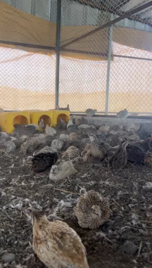 دفعة سمان محلي للبيع