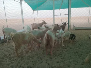 ‏ماعز‏3