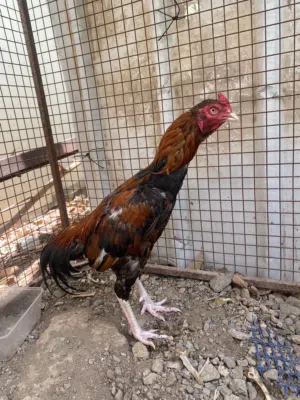 ديك للبيع ب25اقابل لديك  مايشكي من أي شي يوجد فرق الطير ماشاء الله قابل للبدل بما يناسب