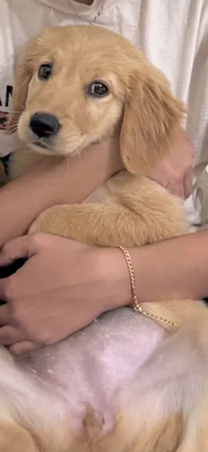 Golden retriever