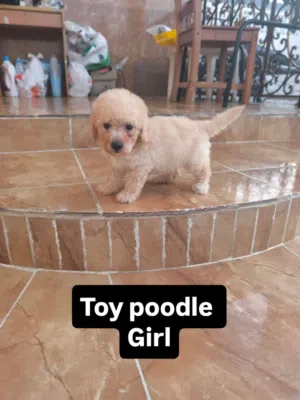 toy poodle girl