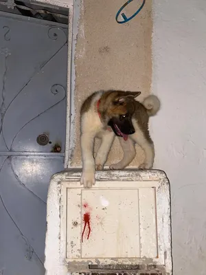 ‏أخرى‏2