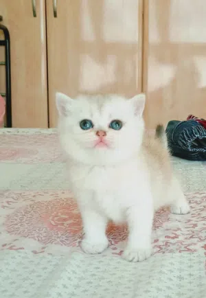 top luxury pure silver chinchilla female kitten