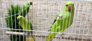لببيع بغبغاوات الدره الخضرا