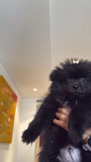 كلاب Pomeranian cup size