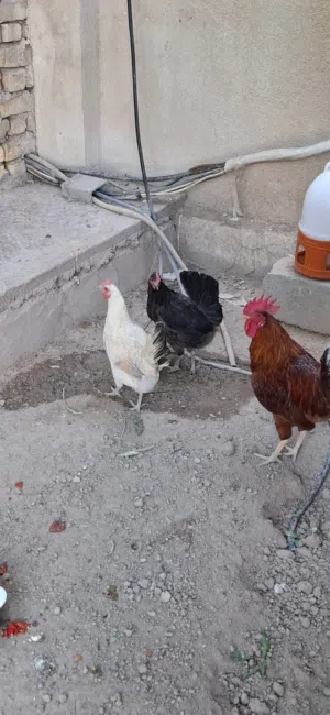 دجاج عرب للبيع