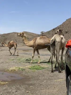 بوش للبيع حلال طيب خالي من العذاريب