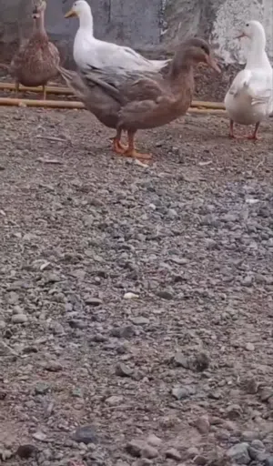 بط للبيع عمر شهرين