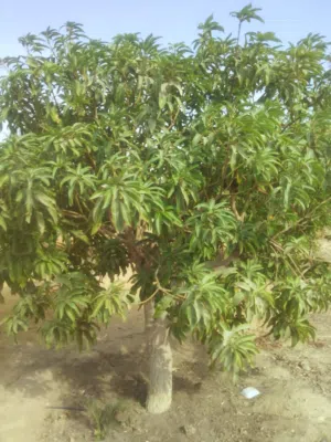 مزرعة خمسه فدان مانجو وزيتون  للبيع فى السويس