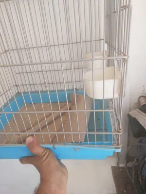 قفص بغبغاء او كاسوه او قندوره او كوتكيل