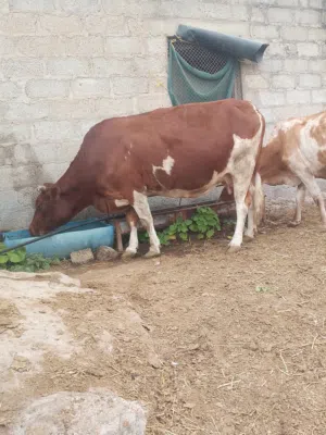 ابقار للبيع