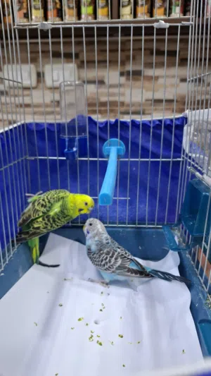 عصفور حب بادجي