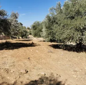قطعه ارض للبيع بسعر مغري جداً