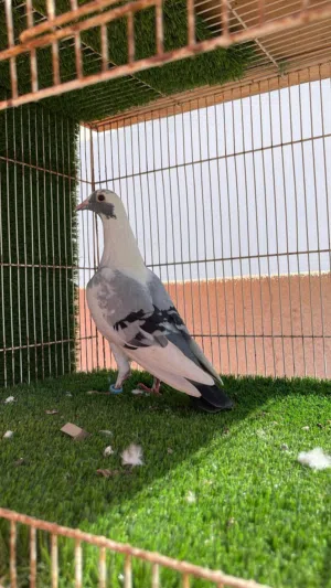 تابع الوصف تحت
