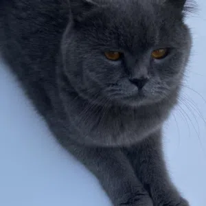 للبيع قطة بريتش فولد شورت هير عيون برتقالية جميلة جدا شابة / جاهزة للتزاوج for sale british fold