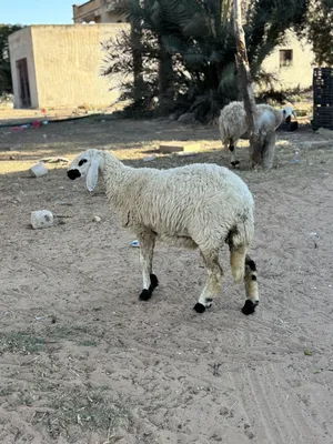 Sheep1