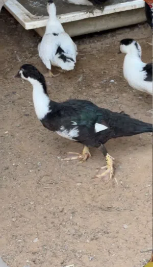 بط مصري صغير 4-5 شهور