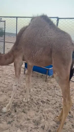بكره بنت 11 شهر سمينه وافيه
