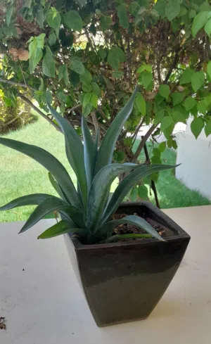 Outdoor ceramic pot and lovely cactus.