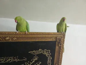 زوج روزيلا شغال بضمان مرفق فيديويو اخر عش لى زوج دره عمر سنتان متكلمين بطلاقه