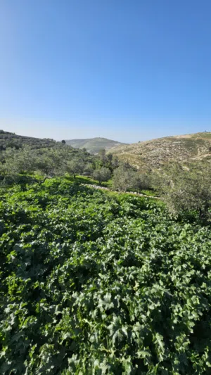 Farm Land for Sale in Nablus Bazariya