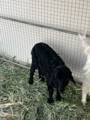 كبش عماني اصل