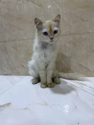 للتبّني قطة شيرازية