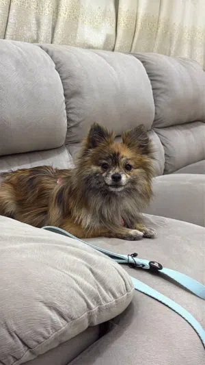 بوبرينيو بصحة ممتازة و لعوب حجمه صغير بين 10الي 12