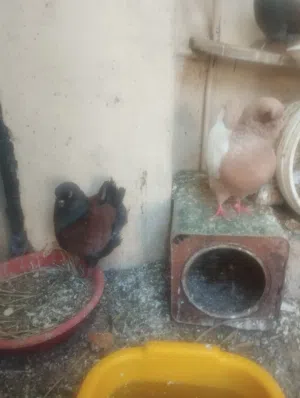 كوبيه كينقي بودينه