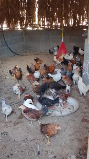 للبيع دجاج عماني العم3 شهر بهلاء بسياء