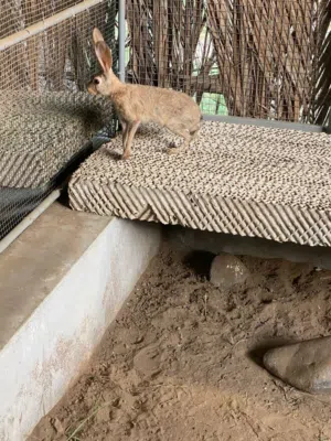 أرانب برية للبيع