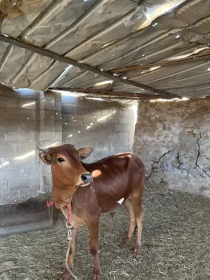 عجل فول سمنه م شاء الله