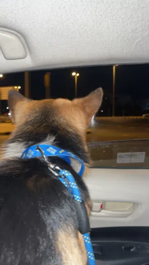 جيرمن مطعم كل التطعيمات