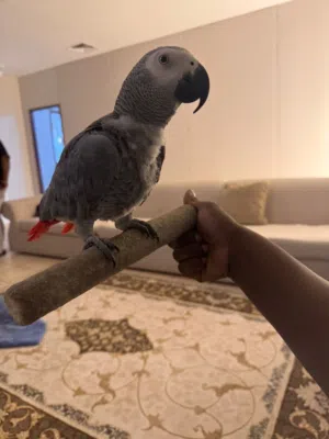 African Grey and Green Parrot