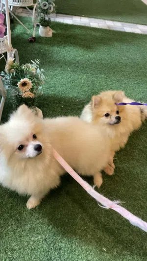 Pomeranian , Poodle and Maltipoo
