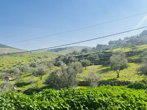 Farm Land for Sale in Zarqa Birayn