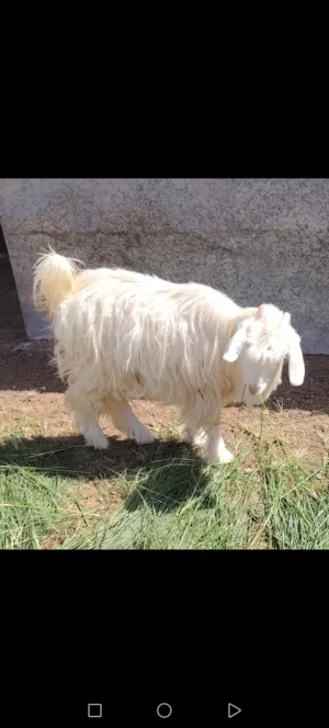 صخله عمر سنه ،سمينه وراهيه،، ومن السلاله الغاويه