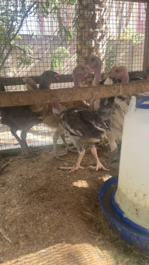 دجاج تهجين فرنسي و دجاج عنيقي