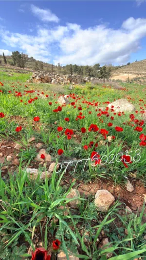 Farm Land for Sale in Jerash Dahl